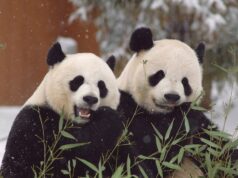 Men Are Detained After Posts About ‘Gay Pandas’